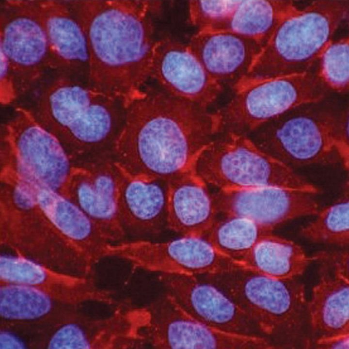 High Content Screening (HCS) Microplates Corning